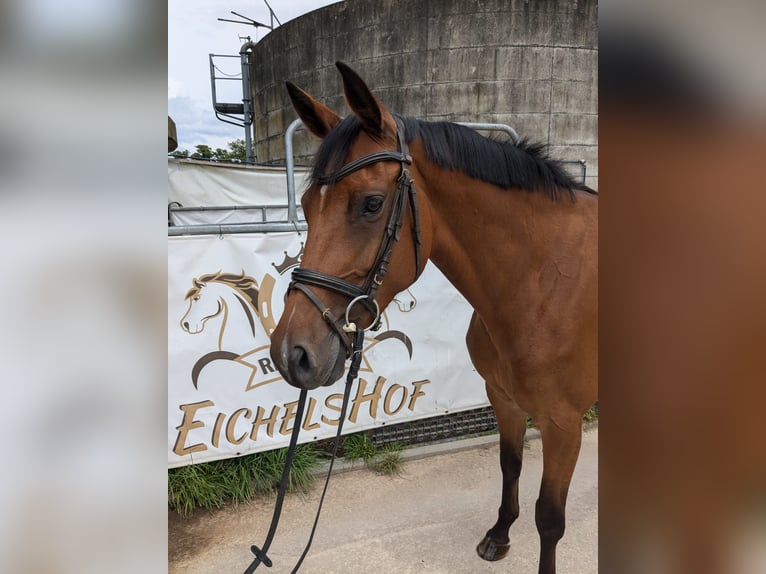 Holsteiner Merrie 5 Jaar 168 cm Bruin in Bad König