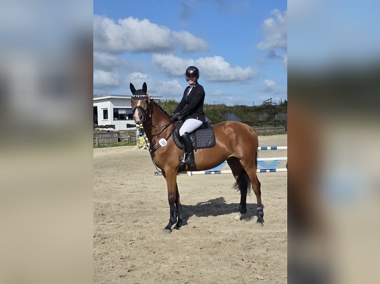 Holsteiner Merrie 5 Jaar 168 cm Bruin in Lentföhrden