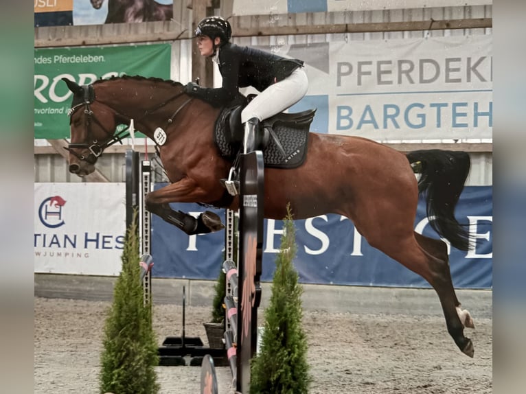 Holsteiner Merrie 5 Jaar 168 cm Bruin in Lentföhrden
