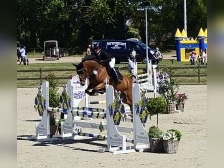 Holsteiner Merrie 5 Jaar 168 cm Bruin in Lentföhrden