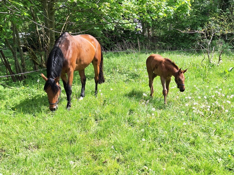 Holsteiner Merrie 5 Jaar 168 cm Bruin in Datzetal