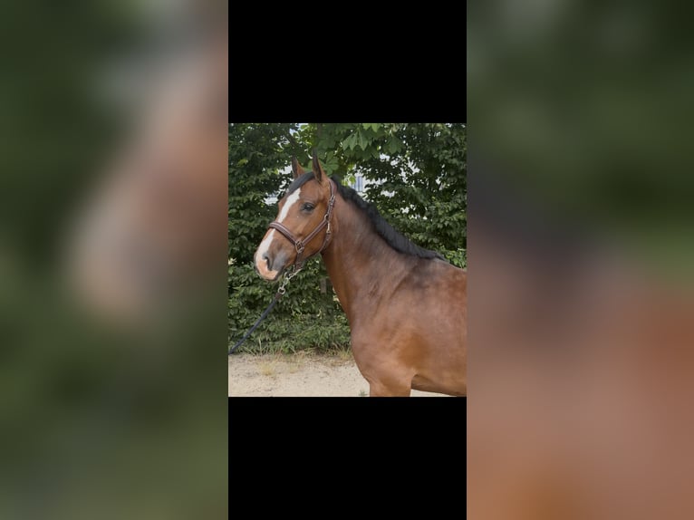Holsteiner Merrie 5 Jaar 168 cm Bruin in Frankfurt am Main