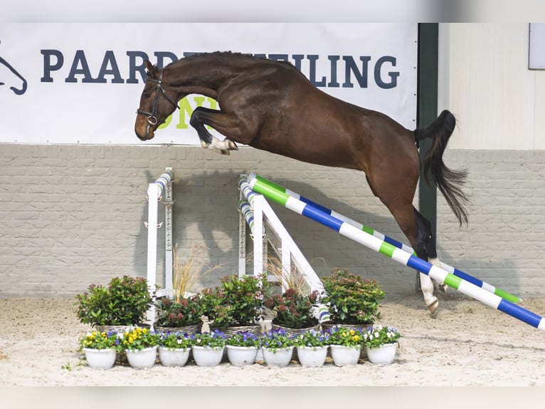 Holsteiner Merrie 5 Jaar 168 cm Bruin in Heerde