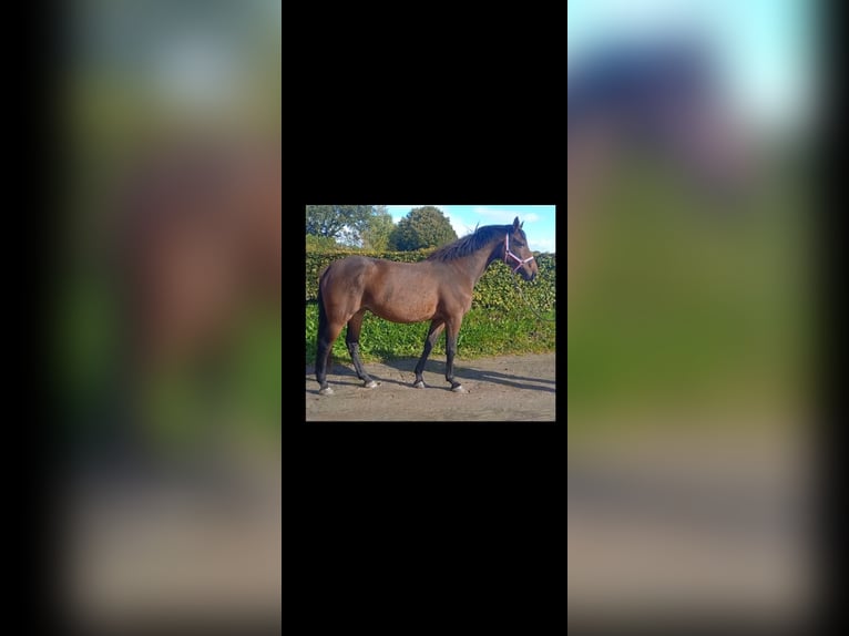 Holsteiner Merrie 5 Jaar 168 cm Donkerbruin in Immenstedt