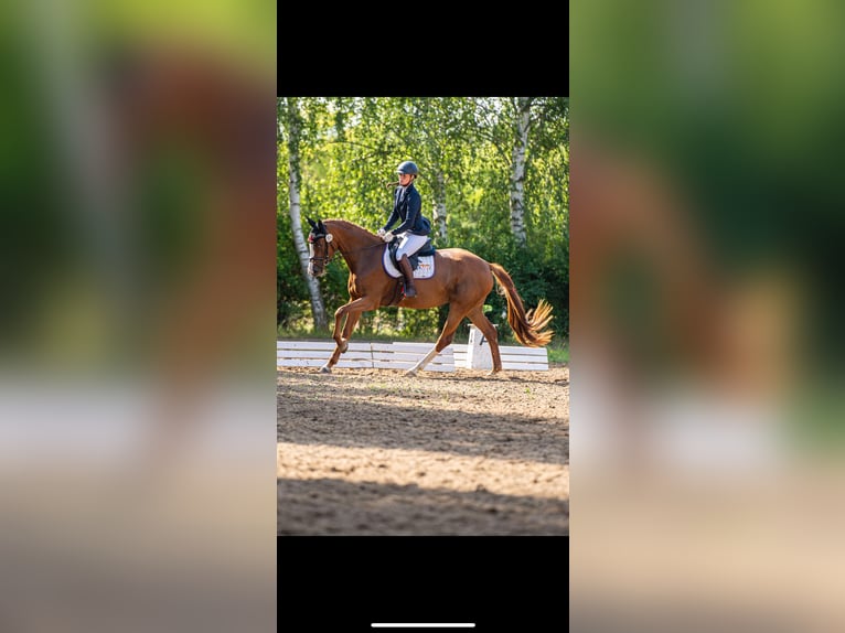Holsteiner Merrie 5 Jaar 168 cm Vos in Staven