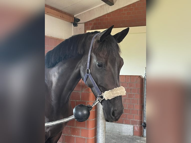 Holsteiner Merrie 5 Jaar 168 cm Zwart in Meißenheim