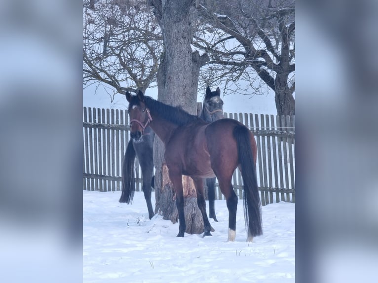 Holsteiner Merrie 5 Jaar 169 cm Bruin in Bodenrode-Westhausen