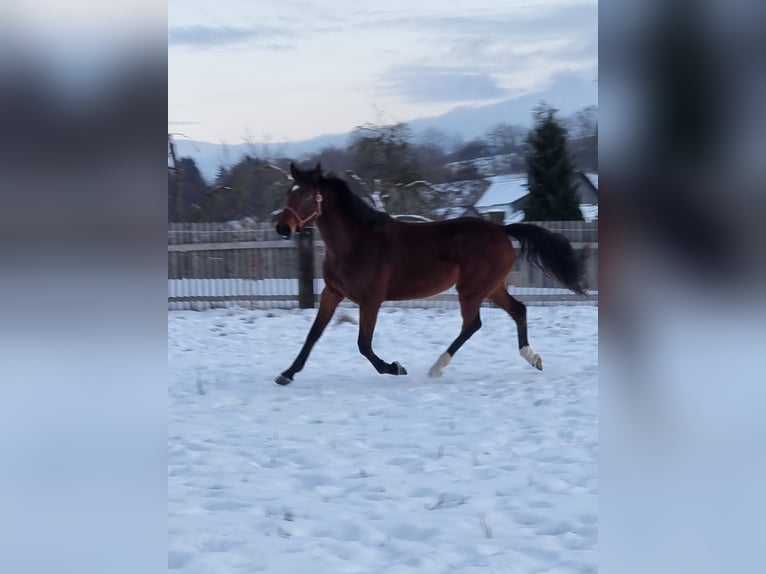 Holsteiner Merrie 5 Jaar 169 cm Bruin in Bodenrode-Westhausen