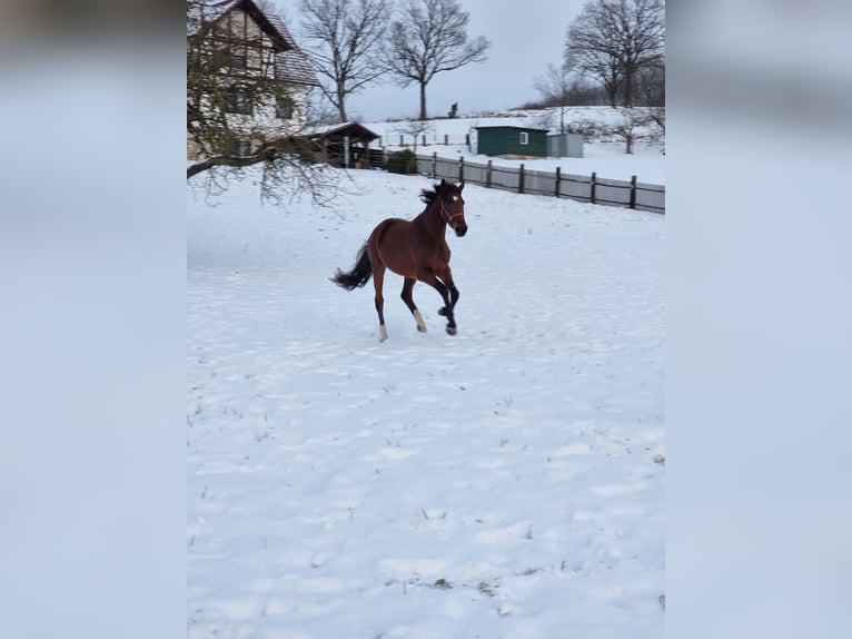 Holsteiner Merrie 5 Jaar 169 cm Bruin in Bodenrode-Westhausen