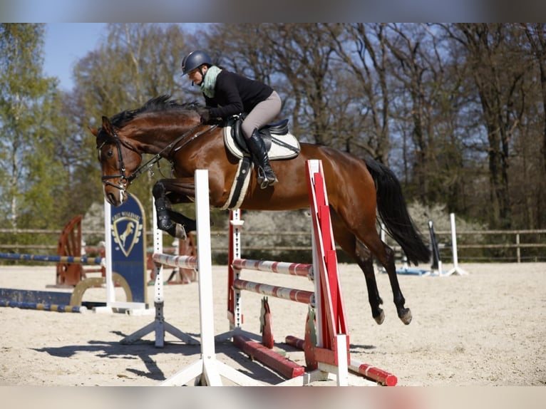 Holsteiner Merrie 5 Jaar 169 cm Bruin in Rheinbach