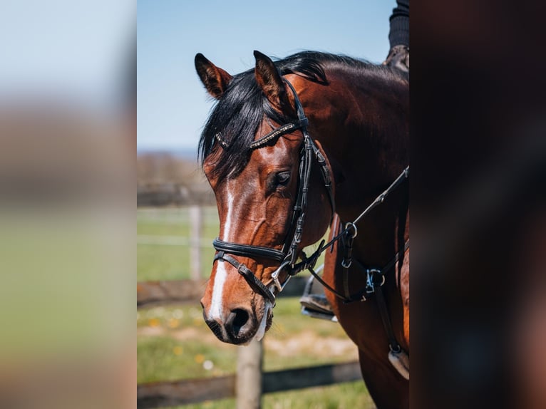 Holsteiner Merrie 5 Jaar 169 cm Bruin in Rheinbach