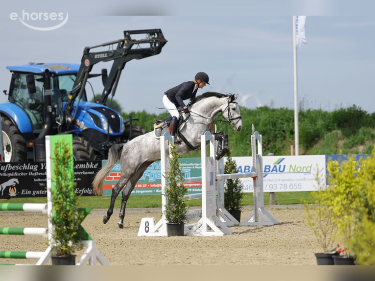 Holsteiner Merrie 5 Jaar 169 cm Schimmel in Süderlügum