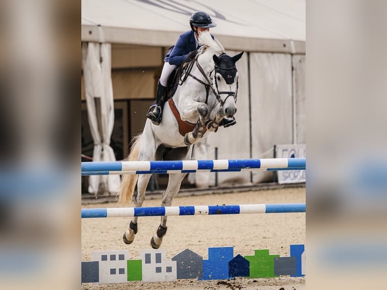 Holsteiner Merrie 5 Jaar 169 cm Schimmel in HorneburgNottensdorf