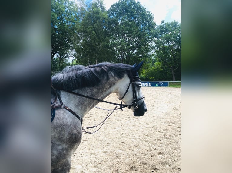 Holsteiner Merrie 5 Jaar 169 cm Schimmel in HorneburgNottensdorf