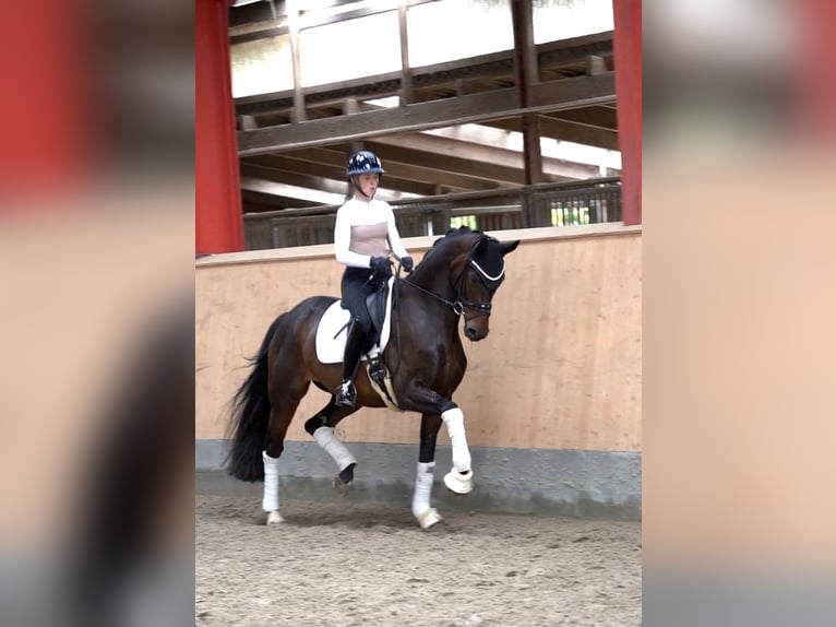 Holsteiner Merrie 5 Jaar 169 cm Zwartbruin in Hohenfelde