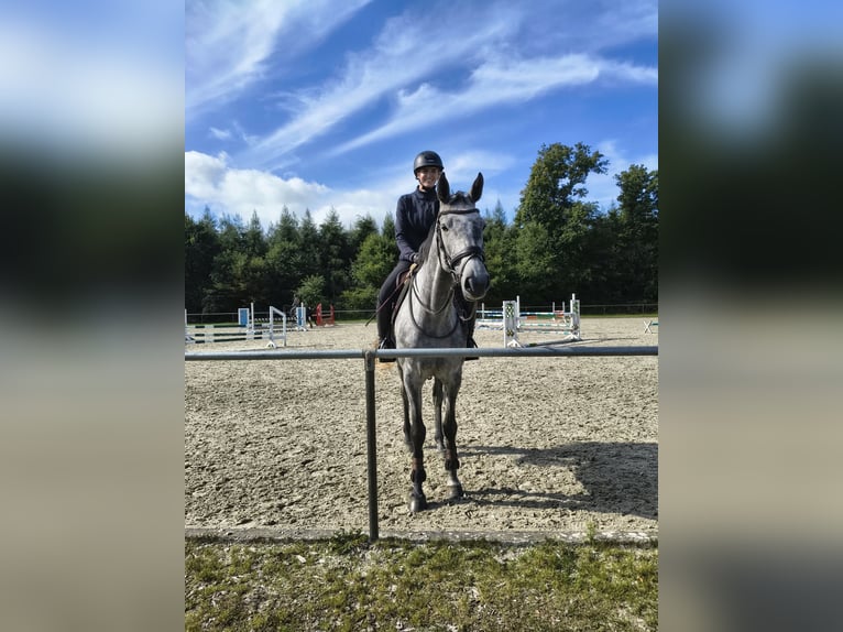 Holsteiner Merrie 5 Jaar 170 cm Appelschimmel in Großenwiehe