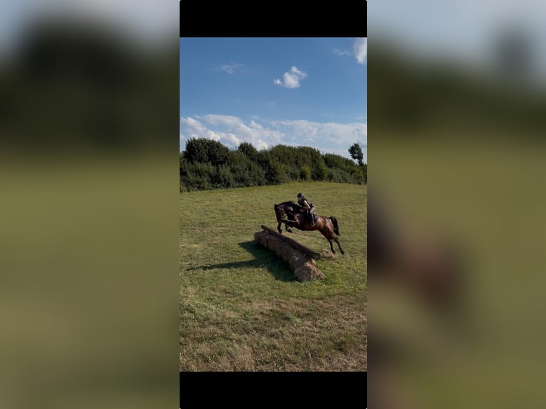 Holsteiner Merrie 5 Jaar 170 cm Donkerbruin in Kiel