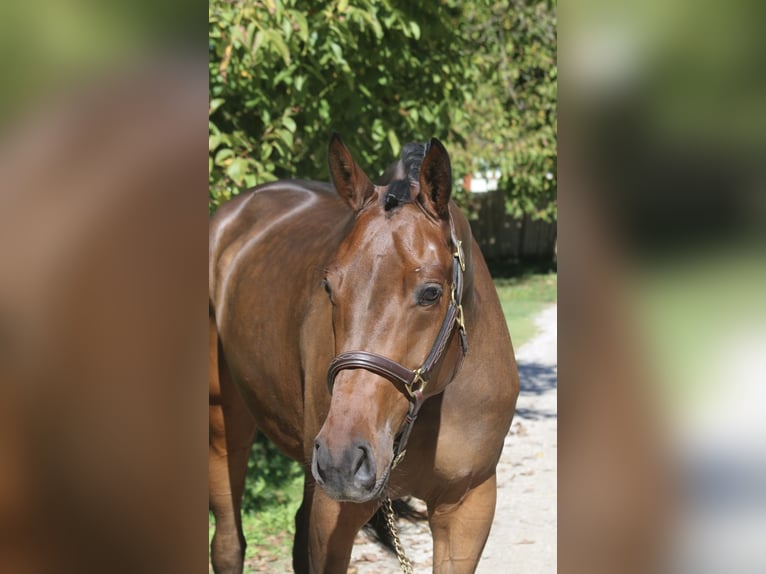 Holsteiner Merrie 5 Jaar 170 cm Donkerbruin in Erharting