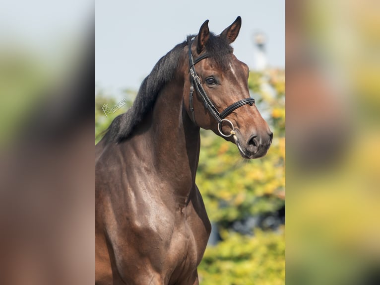 Holsteiner Merrie 5 Jaar 170 cm Donkerbruin in Goch