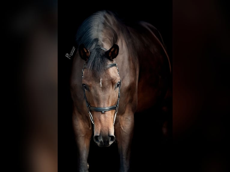 Holsteiner Merrie 5 Jaar 170 cm Donkerbruin in Goch