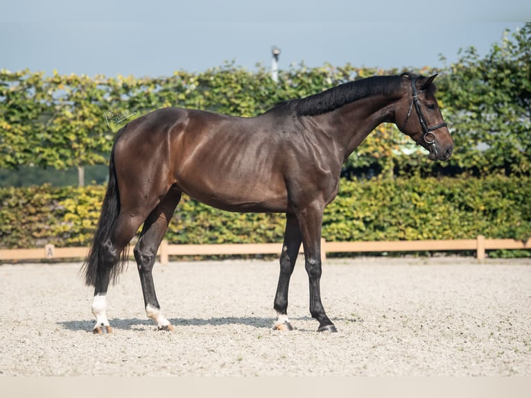 Holsteiner Merrie 5 Jaar 170 cm Donkerbruin in Goch