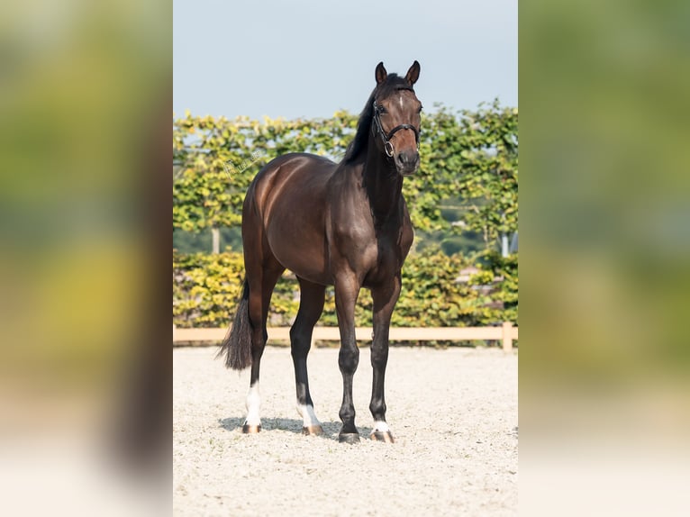 Holsteiner Merrie 5 Jaar 170 cm Donkerbruin in Goch