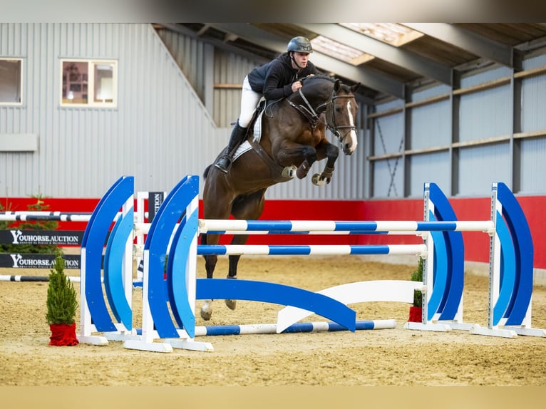 Holsteiner Merrie 5 Jaar 170 cm Donkerbruin in Waddinxveen