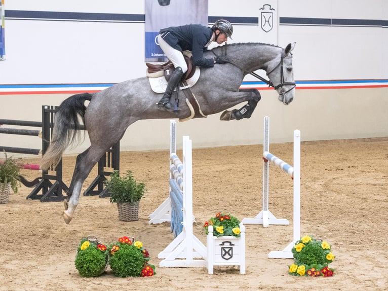 Holsteiner Merrie 5 Jaar 170 cm Schimmel in Elmshorn