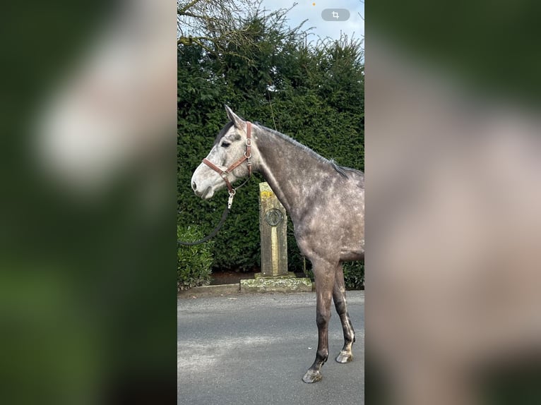 Holsteiner Merrie 5 Jaar 170 cm Schimmel in Oelde