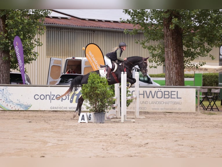 Holsteiner Merrie 5 Jaar 170 cm Zwartschimmel in Viernheim