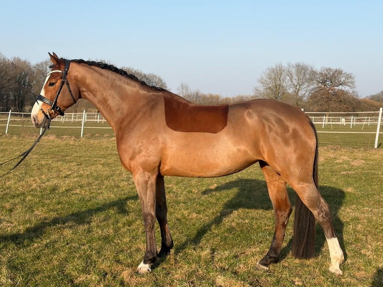 Holsteiner Merrie 5 Jaar 171 cm Bruin in Groß Rönnau