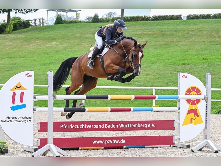 Holsteiner Merrie 5 Jaar 171 cm Bruin in Gomadingen