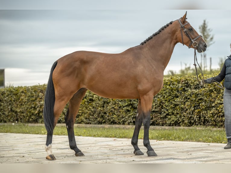 Holsteiner Merrie 5 Jaar 171 cm Bruin in Gomadingen