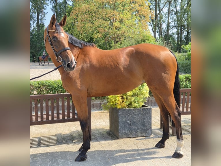 Holsteiner Merrie 5 Jaar 171 cm Bruin in Willich