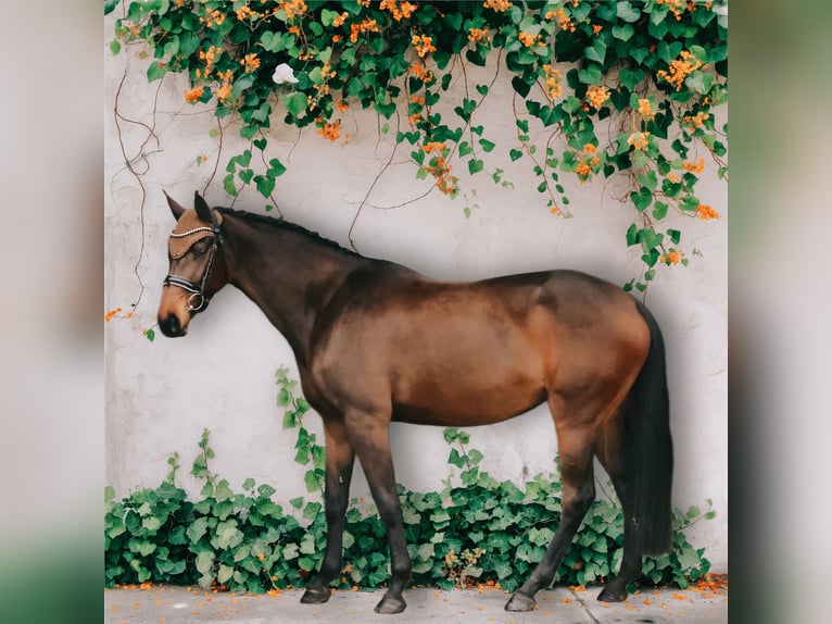 Holsteiner Merrie 5 Jaar 171 cm Zwartbruin in Ludwigslust