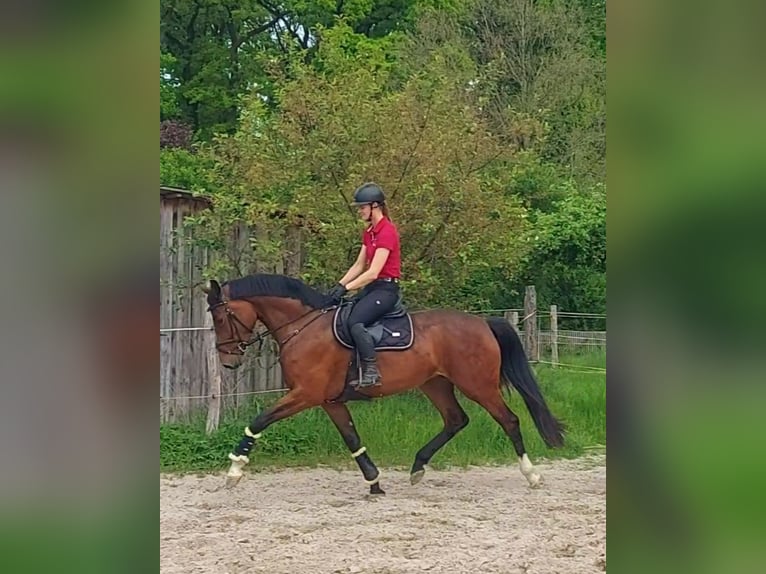 Holsteiner Merrie 5 Jaar 172 cm Bruin in Wittingen
