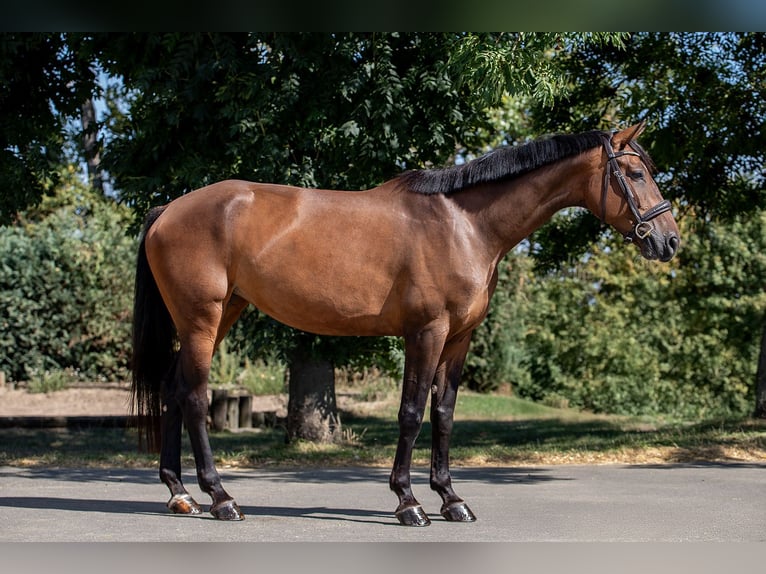 Holsteiner Merrie 5 Jaar 172 cm Bruin in Ballenstedt