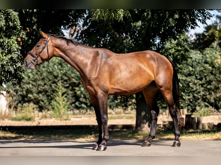 Holsteiner Merrie 5 Jaar 172 cm Bruin in Ballenstedt
