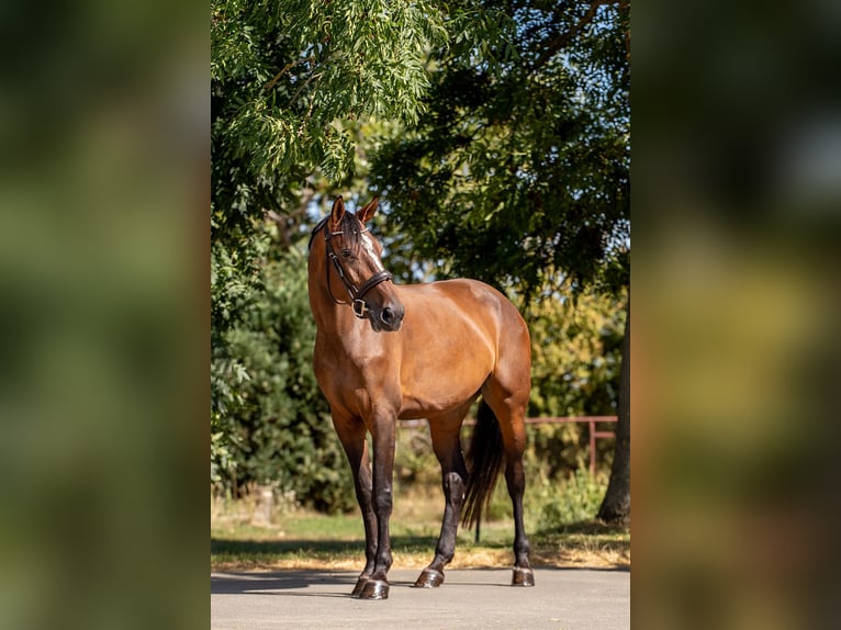 Holsteiner Merrie 5 Jaar 172 cm Bruin in Ballenstedt
