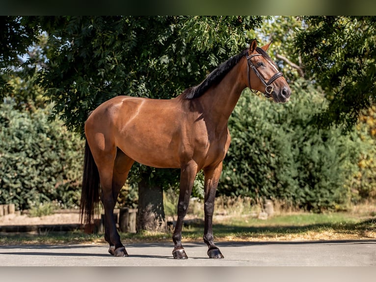 Holsteiner Merrie 5 Jaar 172 cm Bruin in Ballenstedt
