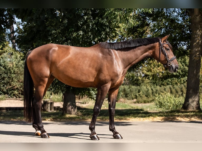 Holsteiner Merrie 5 Jaar 172 cm Bruin in Ballenstedt