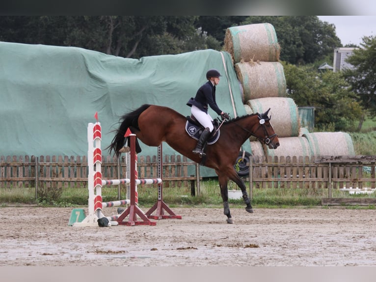 Holsteiner Merrie 5 Jaar 172 cm Bruin in Rodenbek