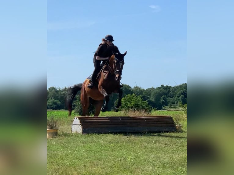 Holsteiner Merrie 5 Jaar 172 cm Bruin in Rodenbek