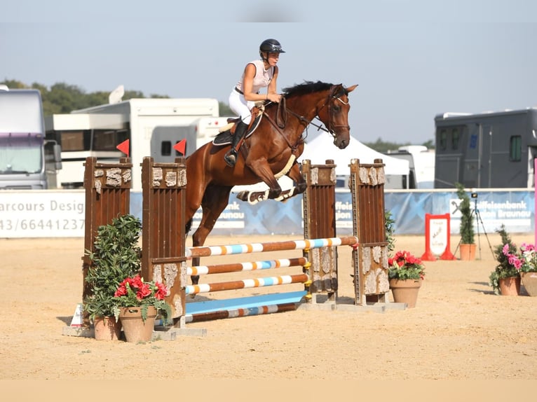 Holsteiner Merrie 5 Jaar 172 cm Bruin in Mannheim