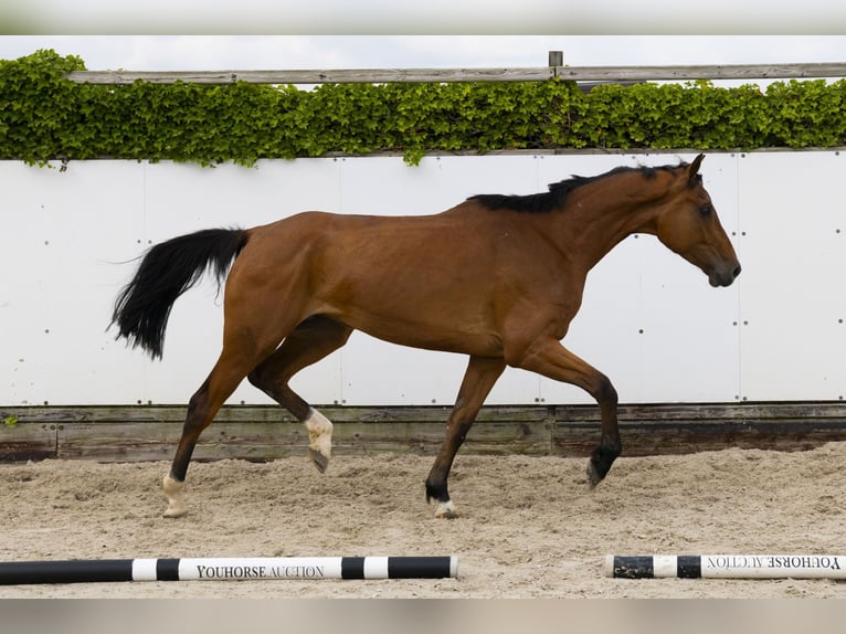 Holsteiner Merrie 5 Jaar 172 cm Bruin in Waddinxveen