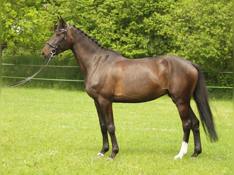 Holsteiner Merrie 5 Jaar 172 cm Donkerbruin in Tensbüttel-Röst