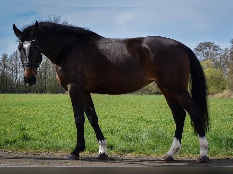 Holsteiner Merrie 5 Jaar 172 cm Donkerbruin in Ronneburg