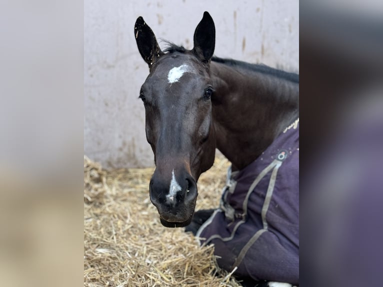 Holsteiner Merrie 5 Jaar 172 cm Zwartbruin in Erharting