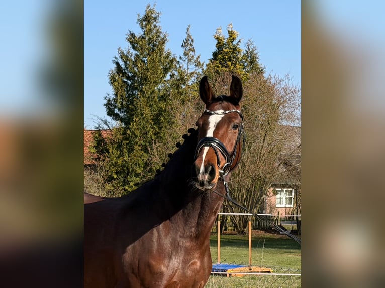 Holsteiner Merrie 5 Jaar 173 cm Bruin in Wittingen