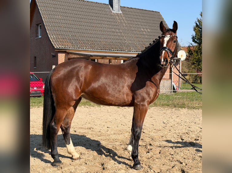 Holsteiner Merrie 5 Jaar 173 cm Bruin in Wittingen